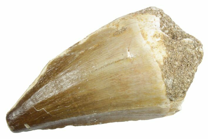 Fossil Mosasaur (Thalassotitan) Tooth - Morocco #353246